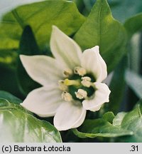 Capsicum annuum (papryka roczna)