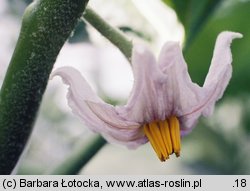 Solanum melongena