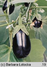 Solanum melongena