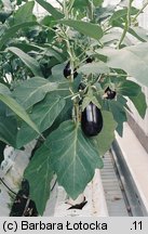 Solanum melongena