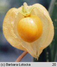 Physalis peruviana (miechunka peruwiańska)