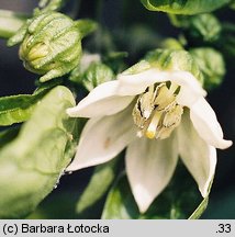 Capsicum annuum (papryka roczna)