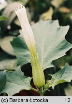 Datura stramonium (bieluń dziędzierzawa)