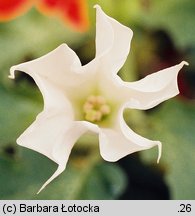 Datura stramonium (bieluń dziędzierzawa)