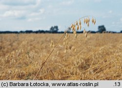 Avena sativa