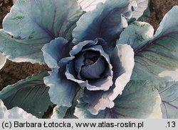 Brassica oleracea var. capitata