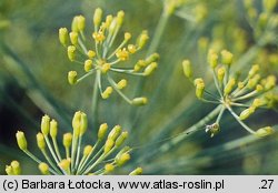 Anethum graveolens