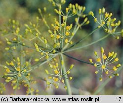 Anethum graveolens