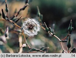 Lactuca serriola (sałata kompasowa)