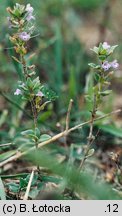 Clinopodium acinos (czyścica drobnokwiatowa)