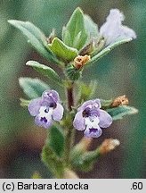 Clinopodium acinos (czyścica drobnokwiatowa)