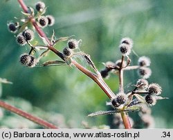 Galium aparine (przytulia czepna)