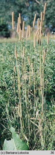 Phleum pratense