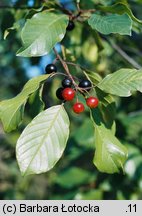 Frangula alnus