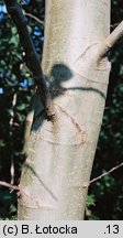 Populus tremula (topola osika)