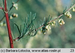 Artemisia campestris (bylica polna)