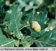 Quercus robur