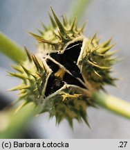 Datura stramonium (bieluń dziędzierzawa)