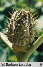 Datura stramonium (bieluń dziędzierzawa)