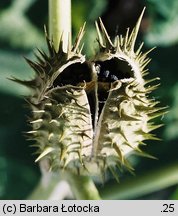 Datura stramonium (bieluń dziędzierzawa)