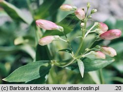 Penstemon barbatus