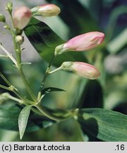 Penstemon barbatus