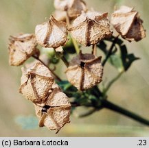 Malva alcea