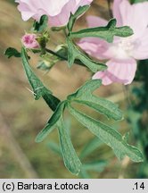 Malva alcea