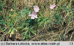 Malva alcea