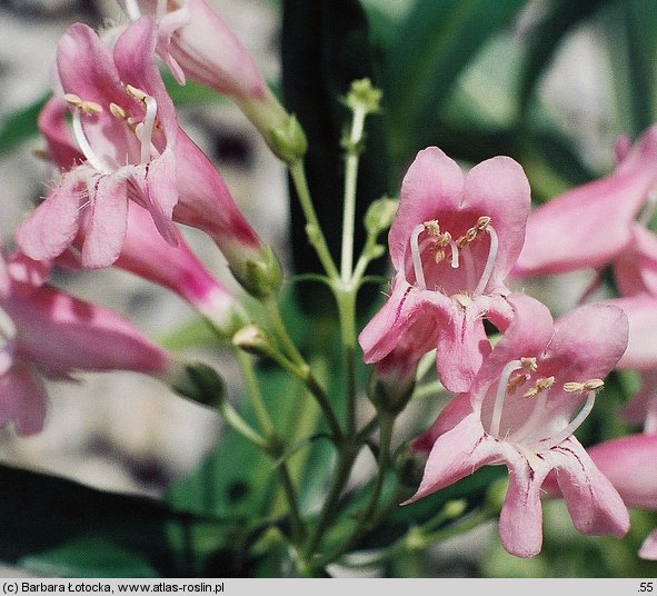 Penstemon barbatus