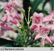 Penstemon barbatus