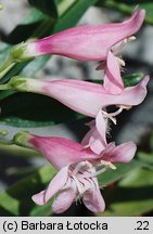 Penstemon barbatus