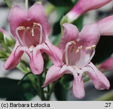 Penstemon barbatus