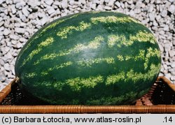 Citrullus lanatus (arbuz zwyczajny)