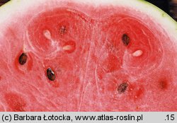 Citrullus lanatus (arbuz zwyczajny)