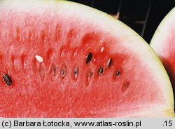 Citrullus lanatus (arbuz zwyczajny)