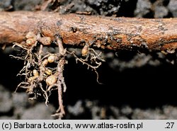 Alnus glutinosa (olsza czarna)