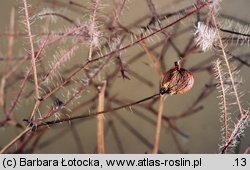 Cotinus coggygria (perukowiec podolski)