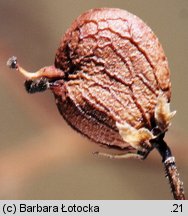 Cotinus coggygria (perukowiec podolski)