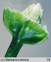 Datura stramonium (bieluń dziędzierzawa)