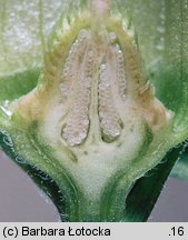 Datura stramonium (bieluń dziędzierzawa)