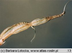 Coronilla varia