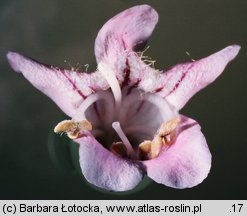 Penstemon barbatus