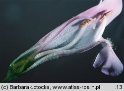 Penstemon barbatus