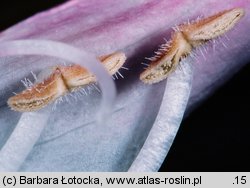 Penstemon barbatus