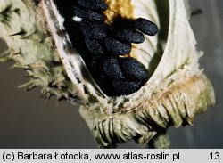 Datura stramonium (bieluń dziędzierzawa)