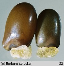 Sarothamnus scoparius (Å¼arnowiec miotlasty)