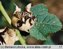 Alcea rosea (malwa różowa)