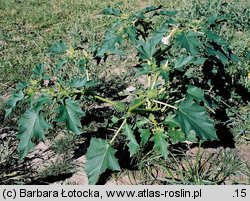 Datura stramonium (bieluń dziędzierzawa)