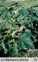 Datura stramonium (bieluń dziędzierzawa)